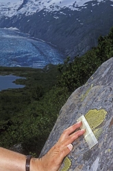 measuring lichen 1 thumbnail graphic